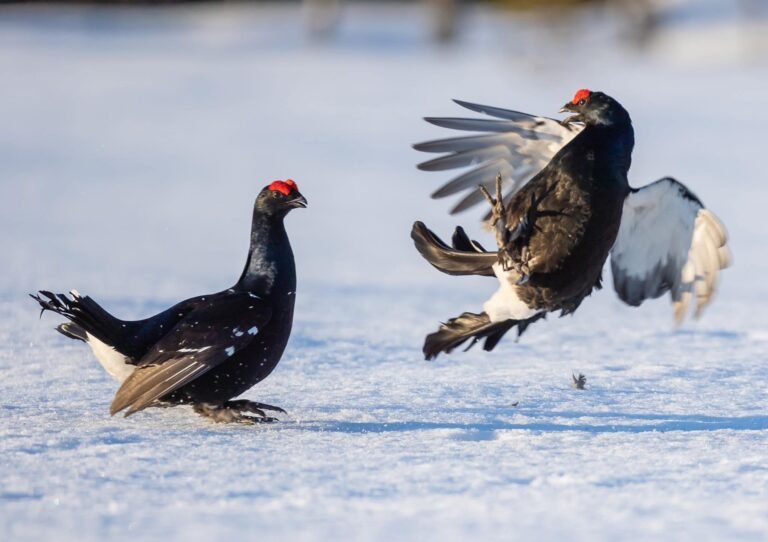 PROTOKOLL – ÅRSMØTE 2024